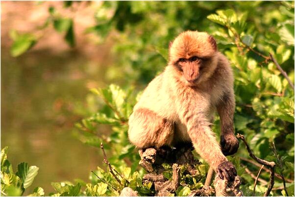 夢見狗喜歡我意味著什麼_周公解夢官網