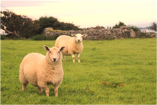 夢到了朋友上班了是好事還是壞事_周公解夢官網