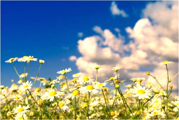 夢到了從身體裡拔出吸血蟲是什麼啟示_周公解夢官網