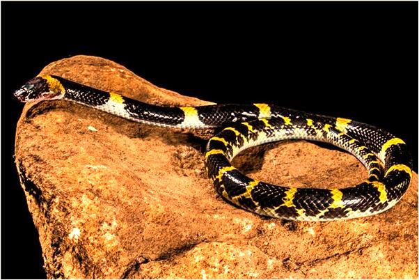 夢到領導給我加工資有什麼寓意嗎_周公解夢官網