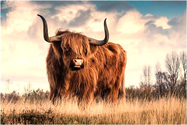 夢到了樹上結很多黃杏是什麼徵兆_周公解夢官網