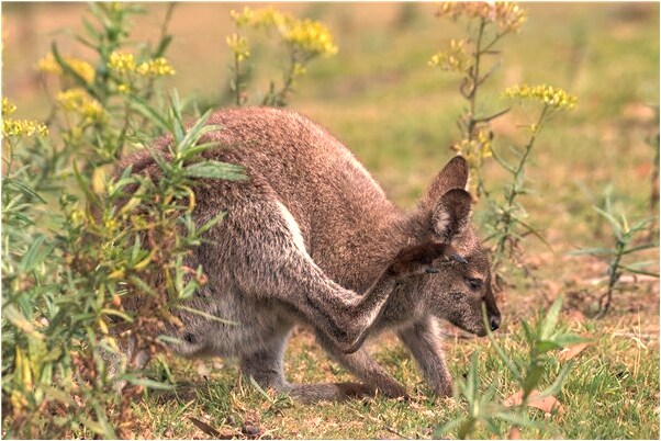 夢到過世父親用奶燉食物餵貓是什麼意思_周公解夢官網