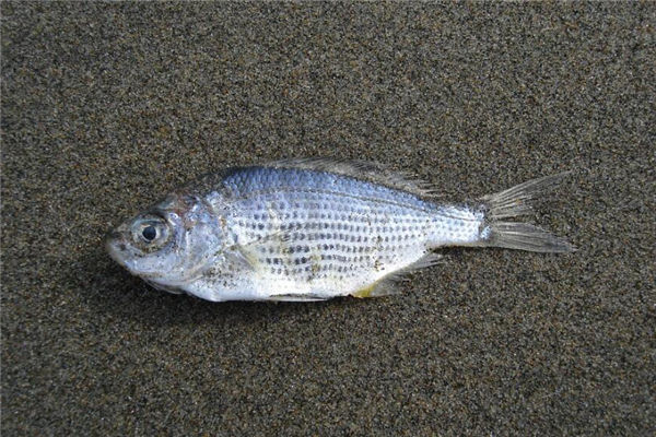 夢見死魚是什麼意思_周公解夢