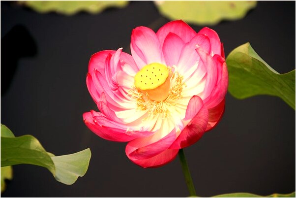 夢見自己裸身和男人裸身有什麼意思_周公解夢官網