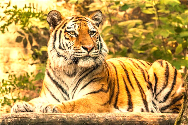 夢到抓住綠色的小鳥預示什麼_周公解夢官網