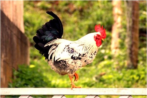 夢到上紅木樓梯是什麼徵兆_周公解夢官網