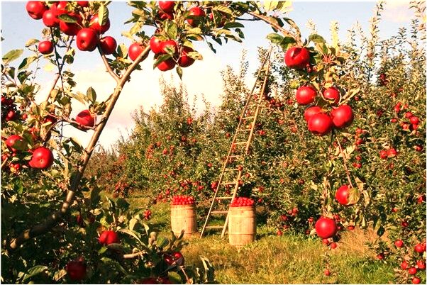 夢到了頭頂長很多大泡是什麼意思_周公解夢官網