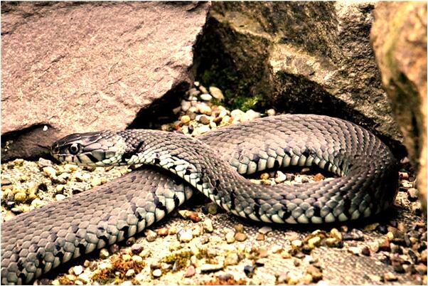 夢到了舍友想想吃蜜豆包是什麼意思_周公解夢官網