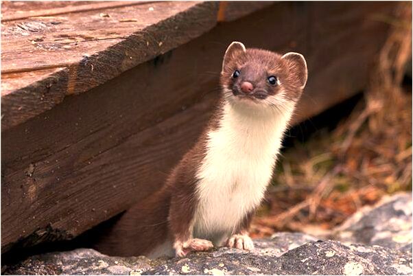 夢到財神供像及貢品是不是好的徵兆呢_周公解夢官網