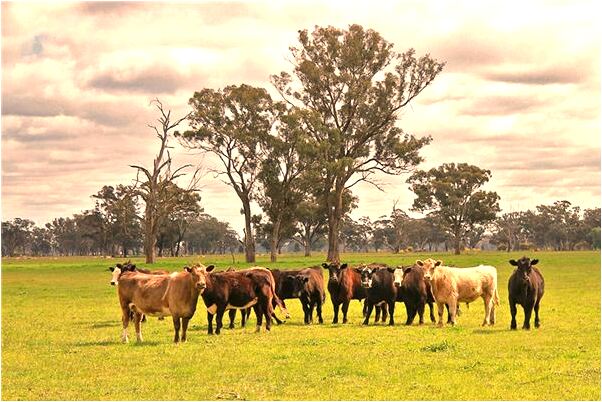 夢到大花蟒蛇被挖內臟是好的徵兆嗎_周公解夢官網