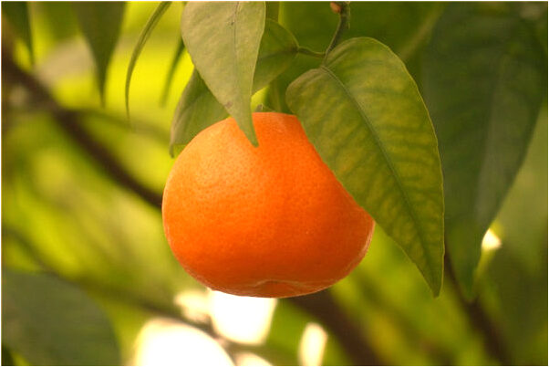 夢見坐摩托上橋有什麼寓意嗎?_周公解夢官網