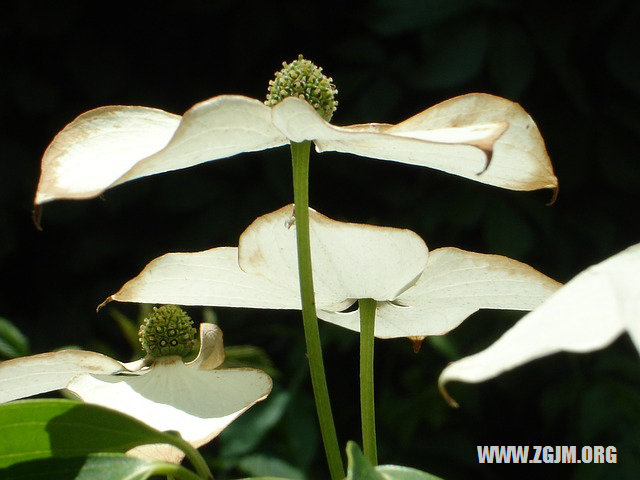 夢見牡丹花開的很漂亮_周公解夢夢到牡丹花開的很漂亮是什麼意思_做夢夢見牡丹花開的很漂亮好不好_周公解夢官網