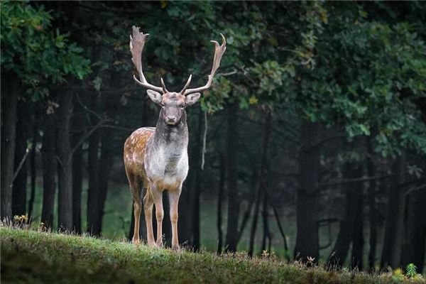 夢見小鹿_周公解夢