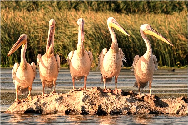 夢見買東西和服務員吵嘴會怎么樣_周公解夢官網