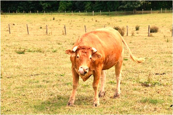 夢到了涿鹿縣交通局受賄劉柱案件意味著什麼_周公解夢官網