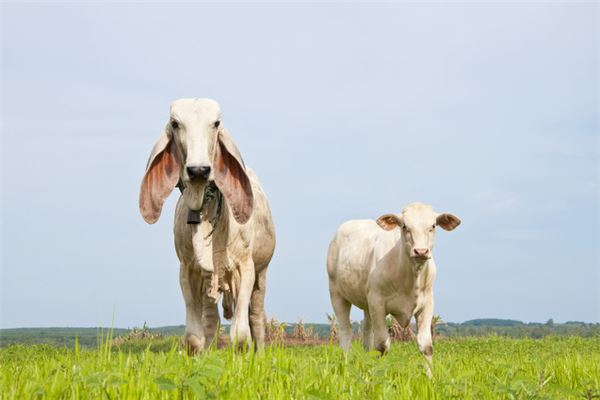 2021年牛與什麼生肖合_十二生肖