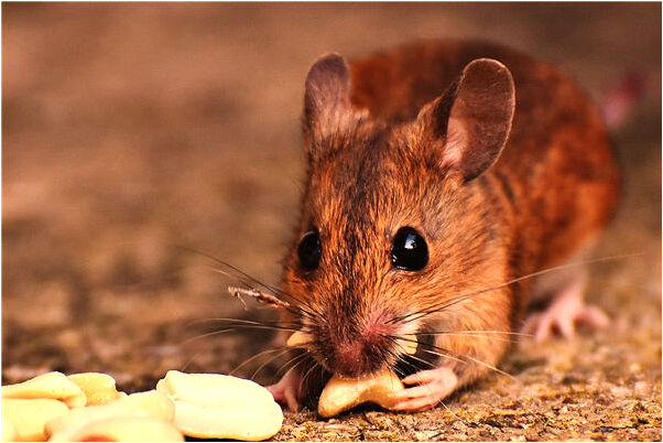 夢到亡夫哭是好的徵兆嗎_周公解夢官網