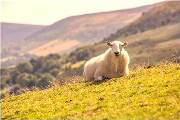 夢到別人取消考試資格是什麼徵兆_周公解夢官網