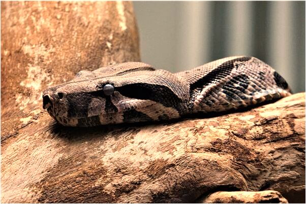 夢到了孩子眼睛發紅是好是壞_周公解夢官網