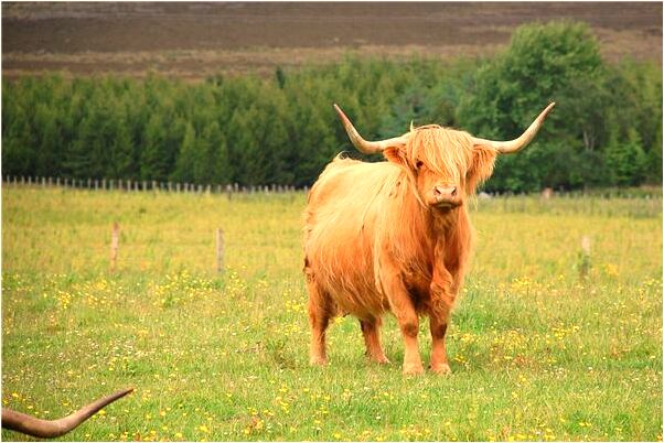 夢到了抓到在交配的螃蟹有什麼預示嗎_周公解夢官網