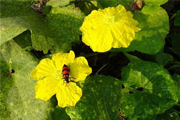 夢到絲瓜花代表著什麼？_周公解夢