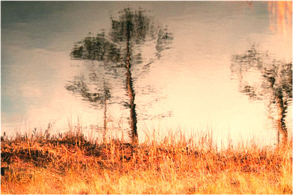 夢到了金鳳凰飛過的預兆_周公解夢官網