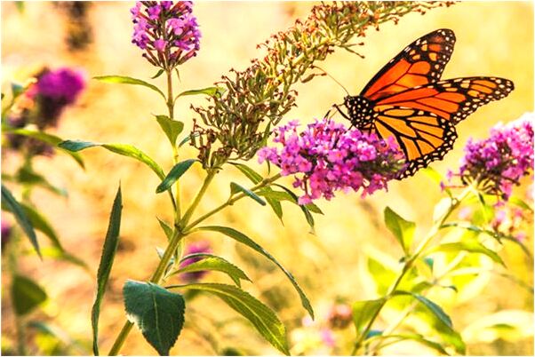 夢到了早已死去的外公死了意味什麼_周公解夢官網