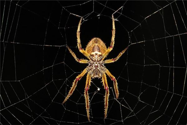 夢見金色蜘蛛是咋回事_周公解夢