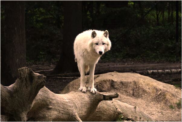 夢見自己在水中用手抓住很多魚代表著什麼_周公解夢官網