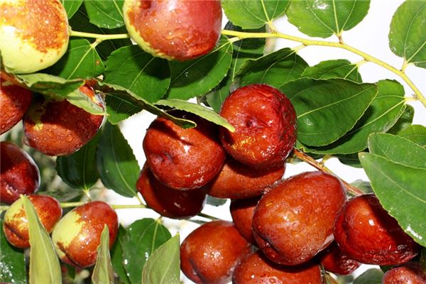 夢到棗樹倒了有什麼寓意嗎_周公解夢