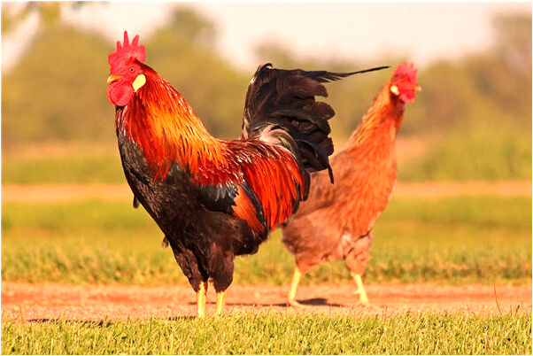 夢見家人不理我預示什麼_周公解夢官網