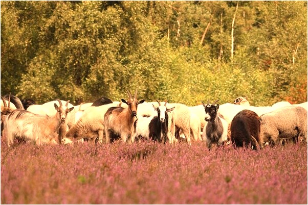 夢到了向西方會怎么樣_周公解夢官網