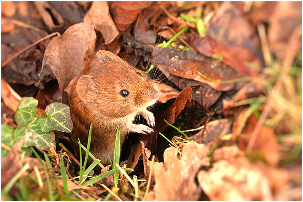 夢到了和女人結婚意味什麼_周公解夢官網