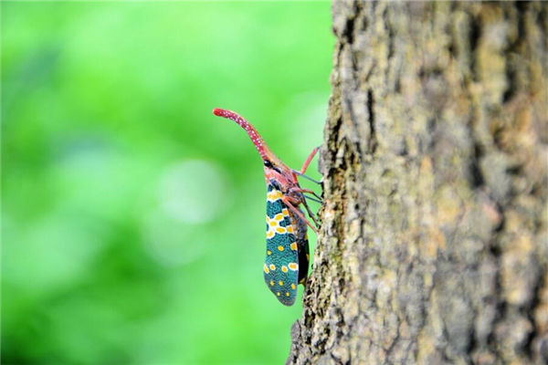 夢見大蟲子是什麼意思_周公解夢