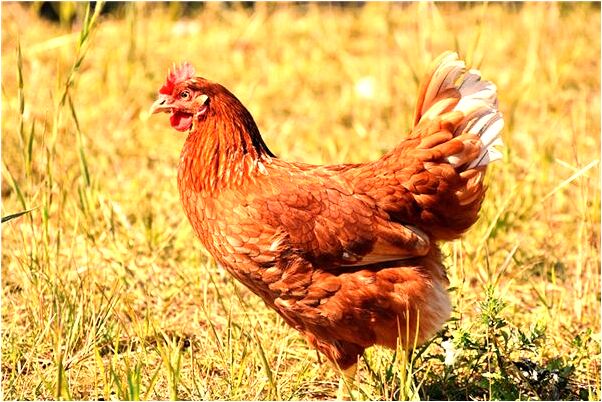 夢到了情色圖片下載會怎么樣_周公解夢官網