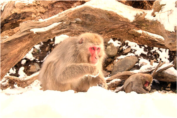 夢到了葡萄皮意味著什麼_周公解夢官網