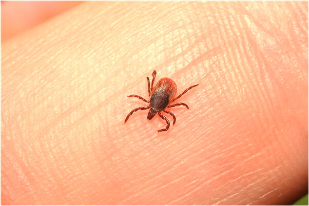 夢見自己安樂死有什麼含義_周公解夢官網