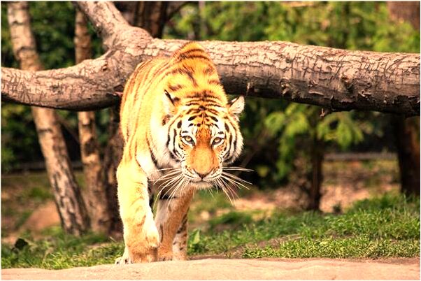 夢到了龍王在廁所什麼預兆_周公解夢官網