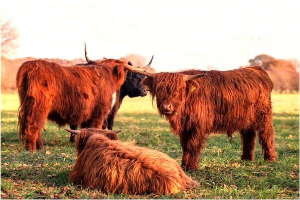 夢到請輸入了床很髒是啥預兆_周公解夢官網