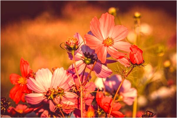 夢到了車後輪掉落會有什麼預兆_周公解夢官網