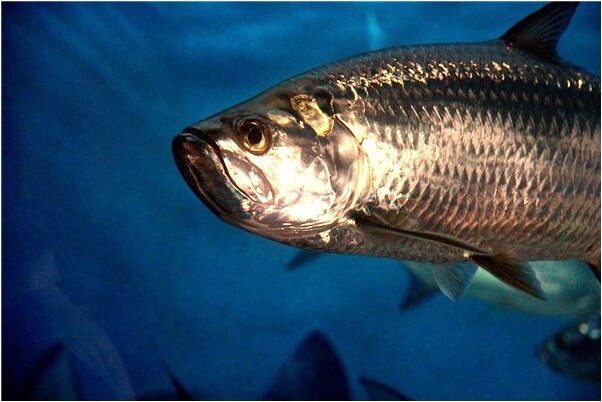 夢到腳後跟的預兆_周公解夢官網