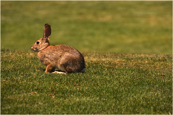 夢到放黃牛是什麼意思_周公解夢官網