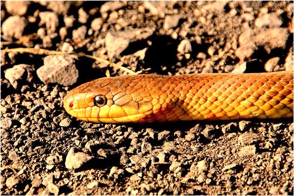 夢見自已殺了白狼是怎么回事_周公解夢官網