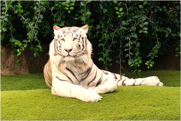 夢見全家幫人擴建修房子意味著什麼_周公解夢官網