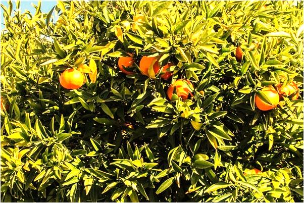 夢見姐姐去世了有什麼預示嗎_周公解夢官網