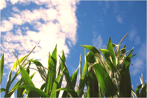 夢到了食屍鬼好不好_周公解夢官網