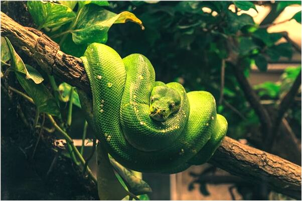 夢到了自己發燒了代表著什麼_周公解夢官網