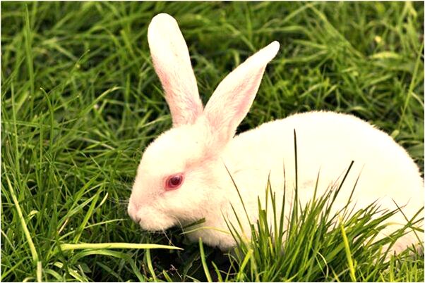 夢見一條白蛇咬我朋友是咋回事_周公解夢官網