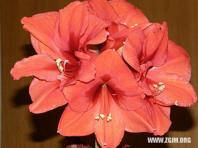 夢見剪鼻毛_周公解夢夢到剪鼻毛是什麼意思_做夢夢見剪鼻毛好不好_周公解夢官網