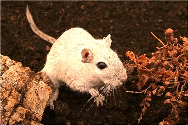 夢到了夢媽媽要二胎什麼預兆_周公解夢官網